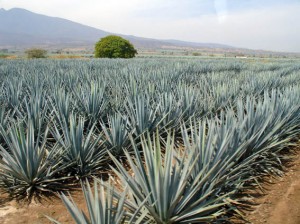BLUE AGAVE