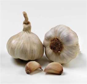 bawang-putih