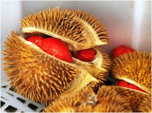 durian-merah1