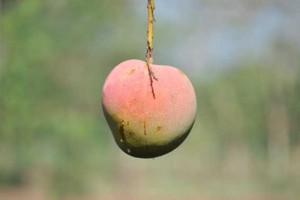 mangga-cukurgondang1