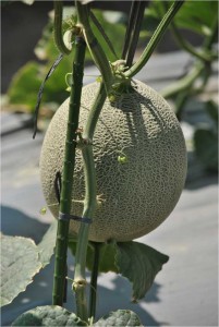melon1