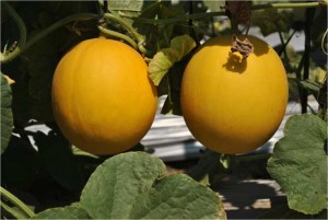 melon2