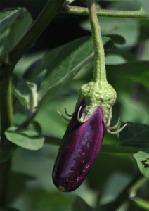 terung-ungu