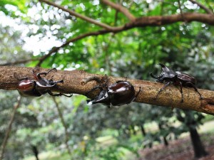 Kumbang-tanduk-siam-a