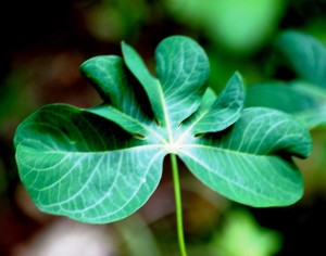 Daun-Singkong-Keriting-3 (edit)