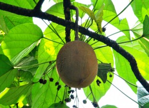 picung-a