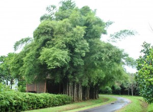 Bambu-Biara-1a