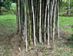 Bambu-Biara-4a