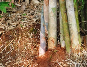 Bambu-Biara-5a