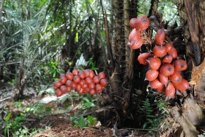 salak-merah-a