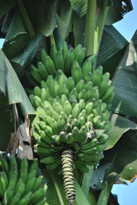 pisang-3a