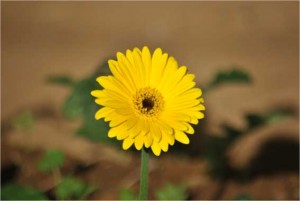gerbera-1a