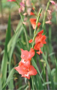 gladiol-1a
