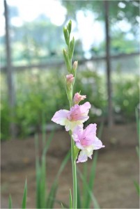 gladiol-a