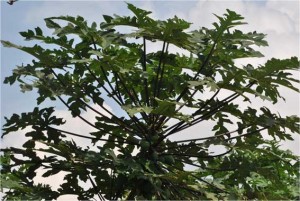 daun-pepaya-a