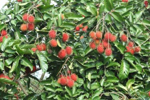 rambutan-1a
