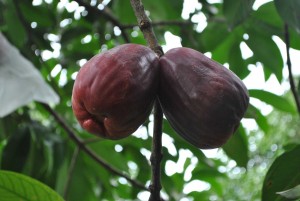 Jambu-jamaika-a