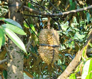 Durian-Bangkok-a