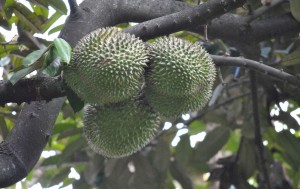 durian-terbaru-a