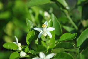 jeruk-nipis-tanpa-buah-a