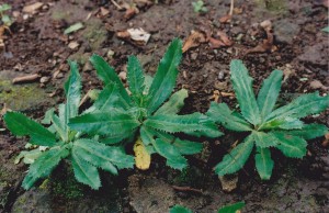 coriander-a