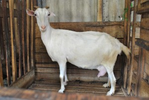 kambing-a