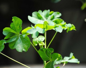 daun-singkong-keriting-2a