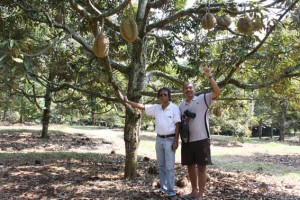 durian-1a