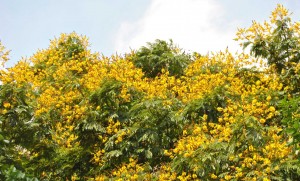 pewarna-alami-soga-a