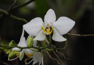 Anggrek-bulan-a