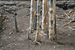 rebung-bambu-biara-1a