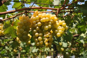 Anggur-banjarsari-a