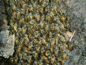 lebah-madu-a
