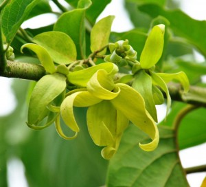ylang-ylang-a