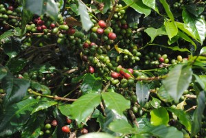 kopi-3a