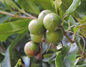 makadamia-a